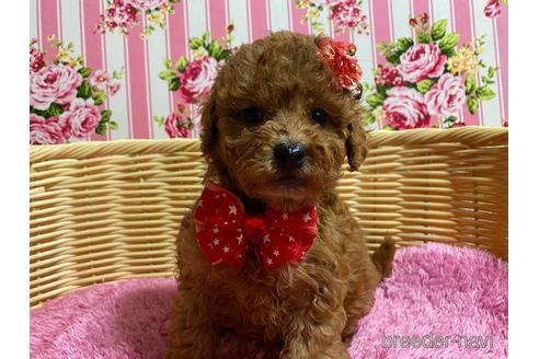 成約済の秋田県のミックス犬-150296の1枚目