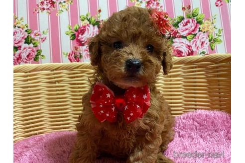 成約済の秋田県のミックス犬-150296の6枚目