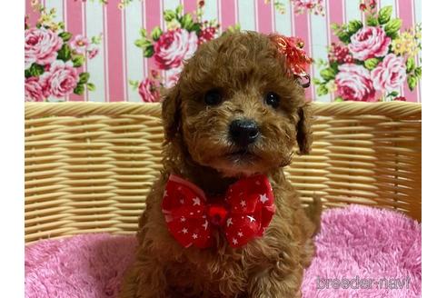 成約済の秋田県のミックス犬-150296の5枚目