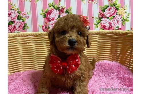 成約済の秋田県のミックス犬-150296の4枚目