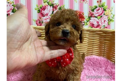 成約済の秋田県のミックス犬-150296の3枚目