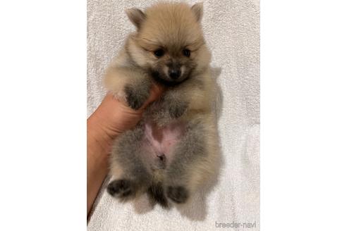 成約済の埼玉県のポメラニアン-147622の2枚目