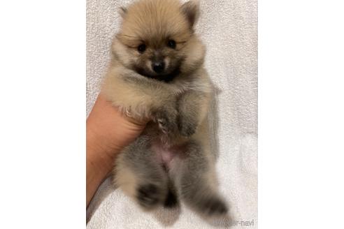 成約済の埼玉県のポメラニアン-147622の1枚目