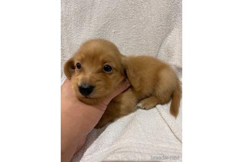成約済の埼玉県のミニチュアダックスフンド(ロングヘアード)-147638の2枚目