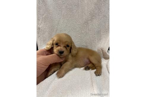 成約済の埼玉県のミニチュアダックスフンド(ロングヘアード)-147634の1枚目