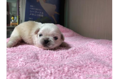 成約済の愛知県のペキニーズ-150365の3枚目