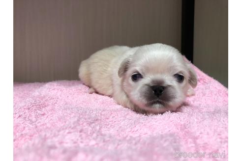 成約済の愛知県のペキニーズ-150365の1枚目