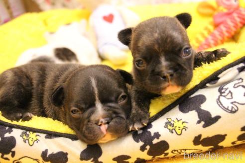 成約済の愛知県のフレンチブルドッグ-150376の67枚目