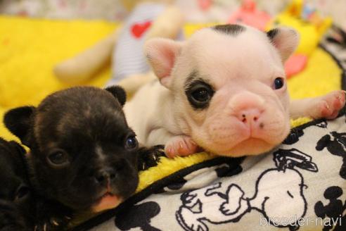 成約済の愛知県のフレンチブルドッグ-150376の66枚目