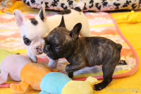 成約済の愛知県のフレンチブルドッグ-150376の65枚目