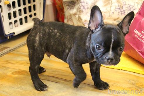 成約済の愛知県のフレンチブルドッグ-150376の64枚目