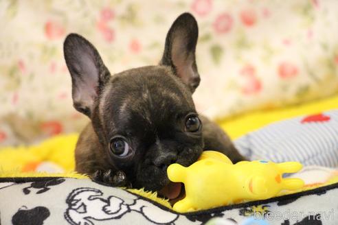 成約済の愛知県のフレンチブルドッグ-150376の63枚目