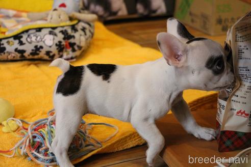 成約済の愛知県のフレンチブルドッグ-150376の62枚目