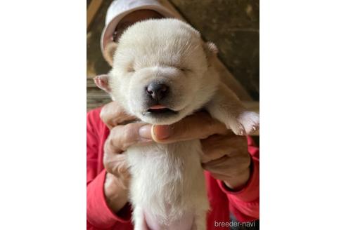 成約済の広島県の柴犬-149733の2枚目