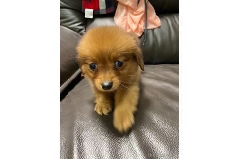 成約済の千葉県のミックス犬-150398の3枚目