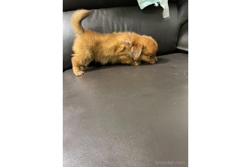成約済の千葉県のミックス犬-150398の2枚目