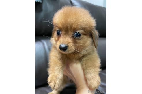 成約済の千葉県のミックス犬-150398の1枚目