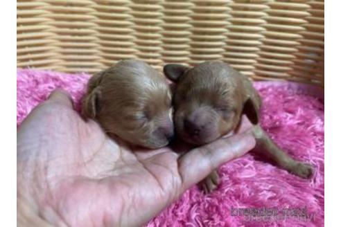 成約済の秋田県のミックス犬-150416の15枚目