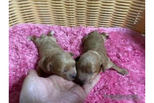 成約済の秋田県のミックス犬-150416の14枚目