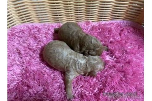 成約済の秋田県のミックス犬-150416の12枚目