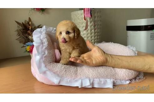 成約済の大阪府のタイニープードル-150419の2枚目