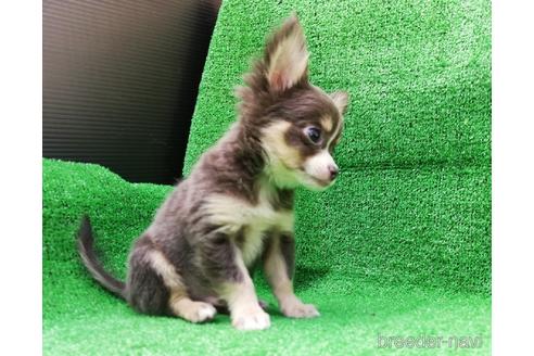 成約済の兵庫県のチワワ(ロングコート)-150455の9枚目