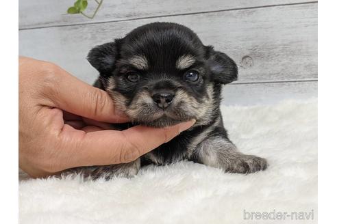 成約済の静岡県のチワワ(ロングコート)-148756