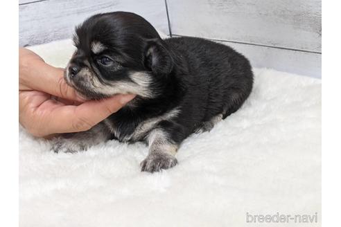 成約済の静岡県のチワワ(ロングコート)-148756の2枚目