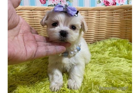 成約済の秋田県のミックス犬-150487の1枚目