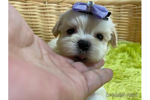 成約済の秋田県のミックス犬-150487の7枚目