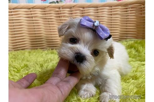 成約済の秋田県のミックス犬-150487の6枚目