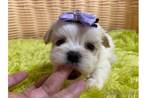 成約済の秋田県のミックス犬-150487の5枚目