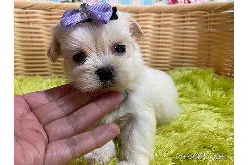 成約済の秋田県のミックス犬-150487の4枚目