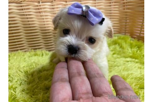 成約済の秋田県のミックス犬-150487の3枚目