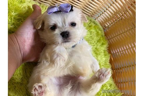 成約済の秋田県のミックス犬-150487の2枚目