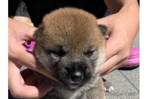 成約済の長崎県の柴犬-150518の1枚目