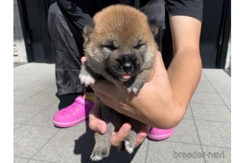 成約済の長崎県の柴犬-150518の3枚目