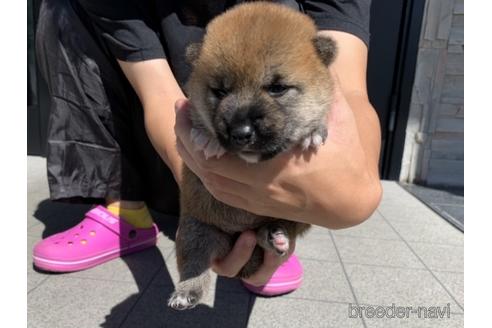 成約済の長崎県の柴犬-150518の2枚目