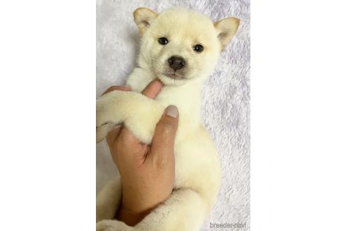 成約済の茨城県の柴犬-150453の1枚目