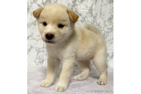 成約済の茨城県の柴犬-150453の5枚目