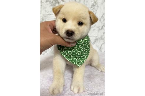 成約済の茨城県の柴犬-150453の4枚目
