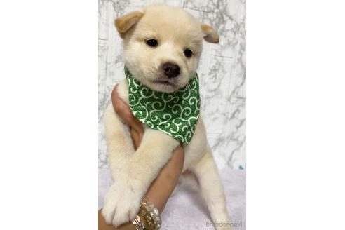 成約済の茨城県の柴犬-150453の3枚目