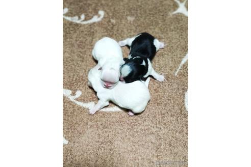 成約済の埼玉県のペキニーズ-150541の1枚目