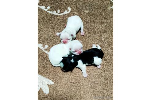 成約済の埼玉県のペキニーズ-150541の4枚目