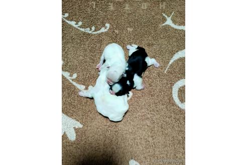 成約済の埼玉県のペキニーズ-150541の3枚目