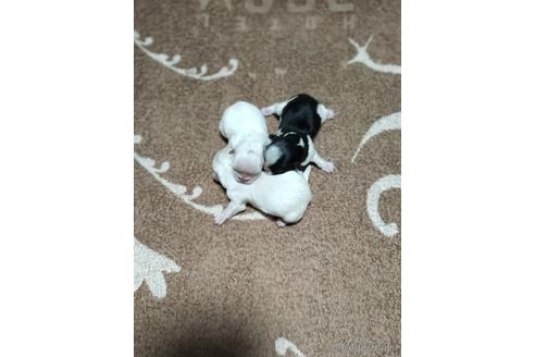 成約済の埼玉県のペキニーズ-150541の2枚目