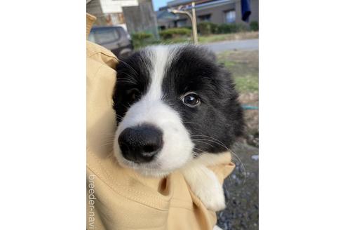成約済の青森県のボーダーコリー-145549の2枚目