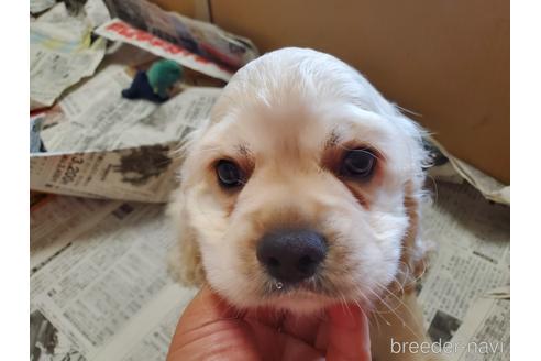 成約済の愛知県のアメリカンコッカースパニエル-148624の3枚目