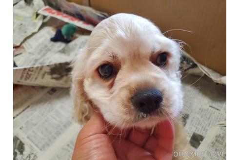 成約済の愛知県のアメリカンコッカースパニエル-148624の1枚目