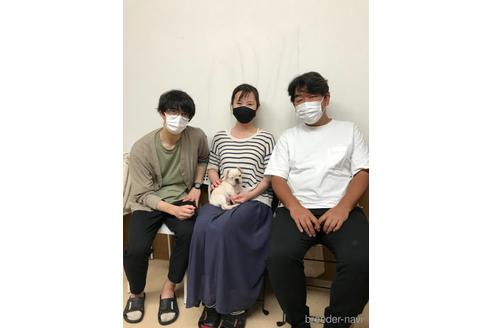 成約済の埼玉県のフレンチブルドッグ-146422の2枚目